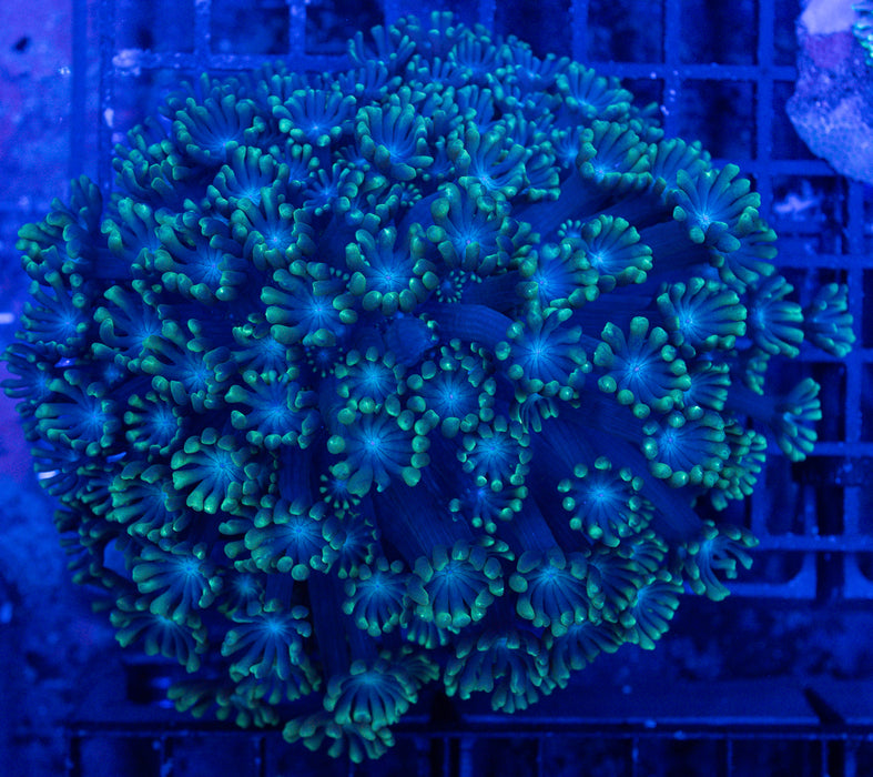 QLD Green Alveopora