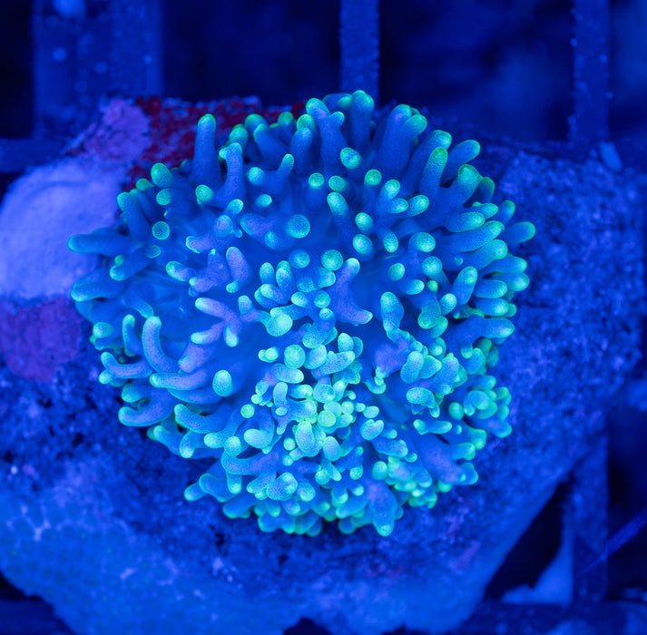 QLD Fluffy Morph