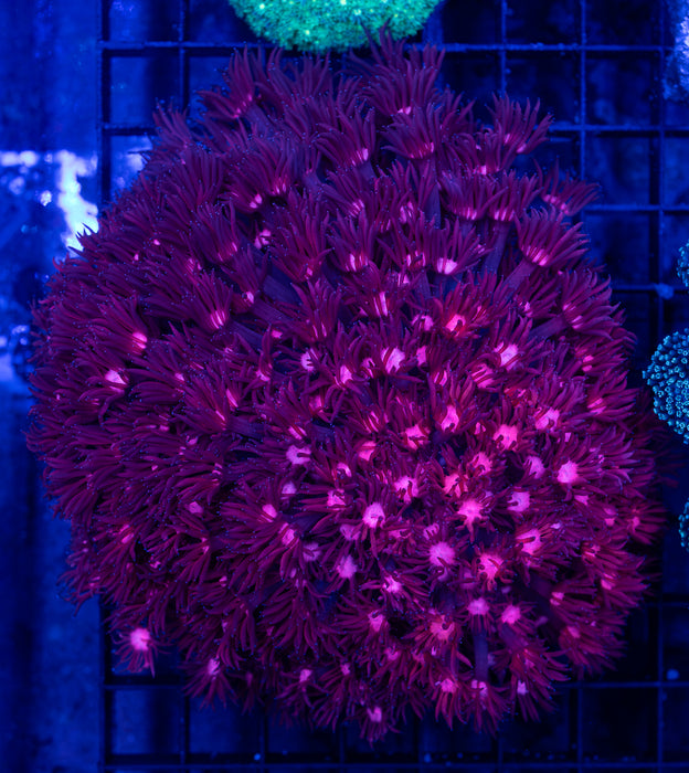 QLD Pink Goni
