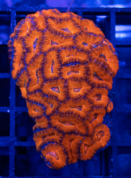 QLD Orange Acan