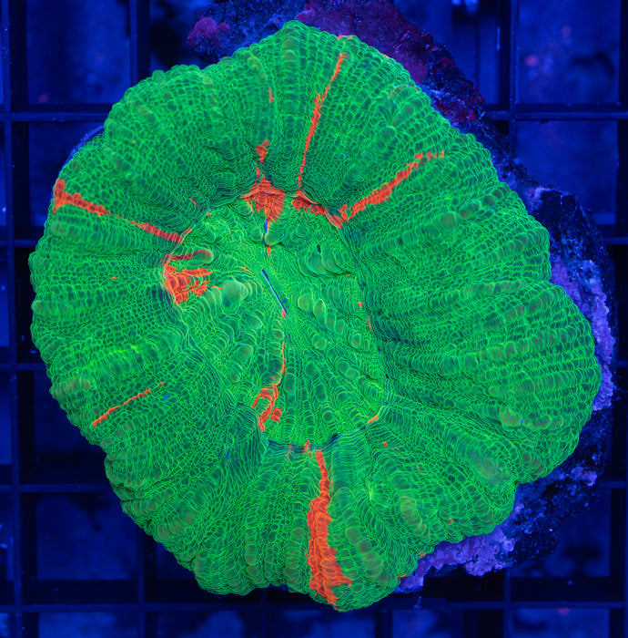 QLD Bleeding Apple Scoly