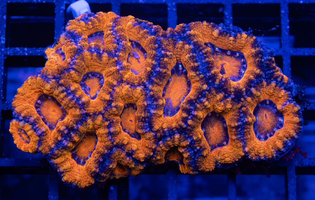 QLD Orange Acan