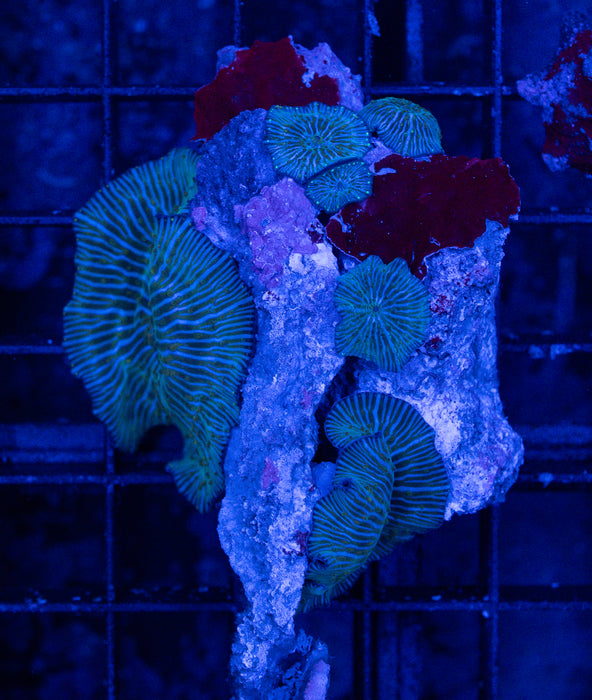 QLD Stripey Morph Rock