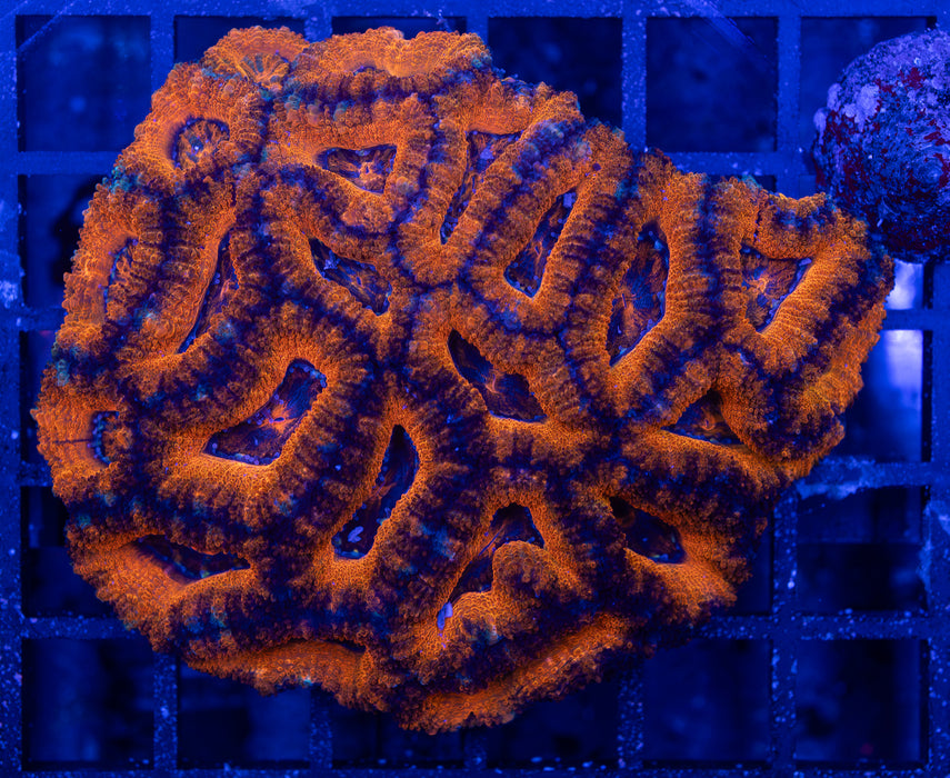 QLD Orange Acan