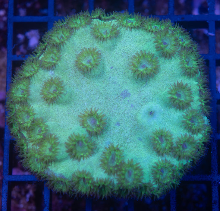 Cup Coral