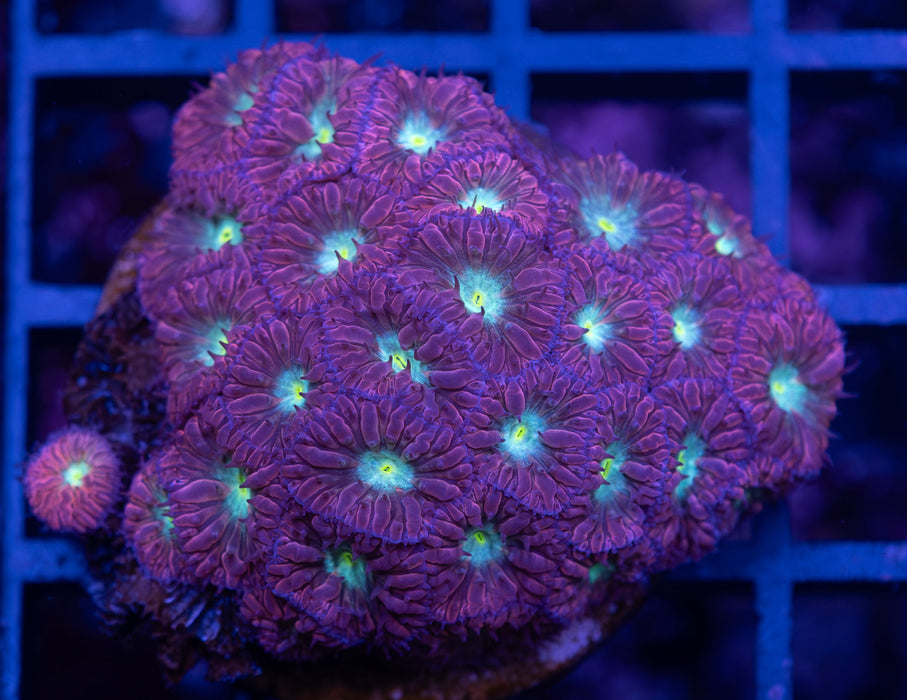 Blue Eye Blasto Merletti