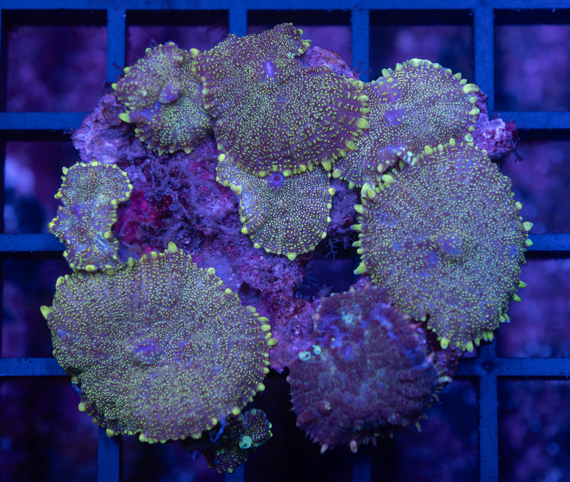 Glitter Green Rhodactis