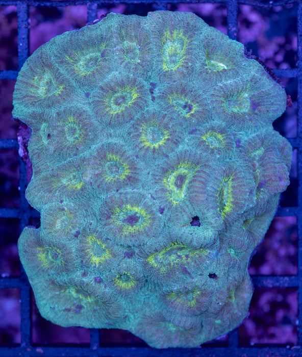 Green and Blue Favia