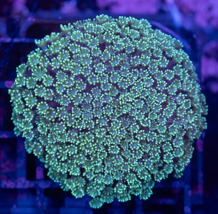 Green Alveopora