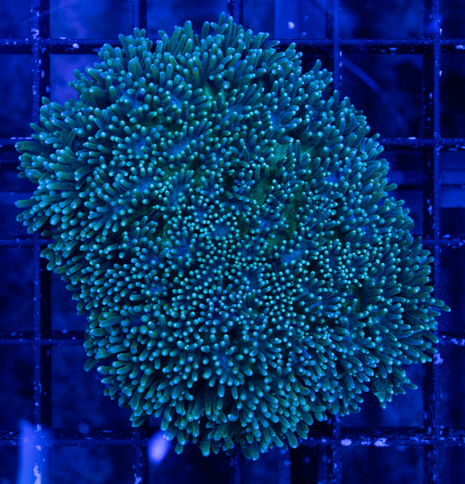 Teal Hydnophora