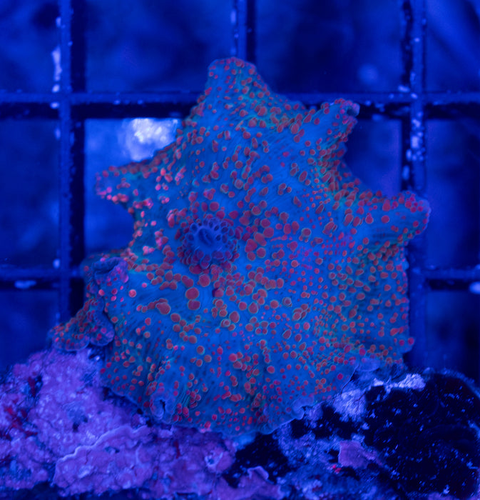 Orange Spot Morph