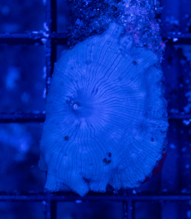 Blue Morph