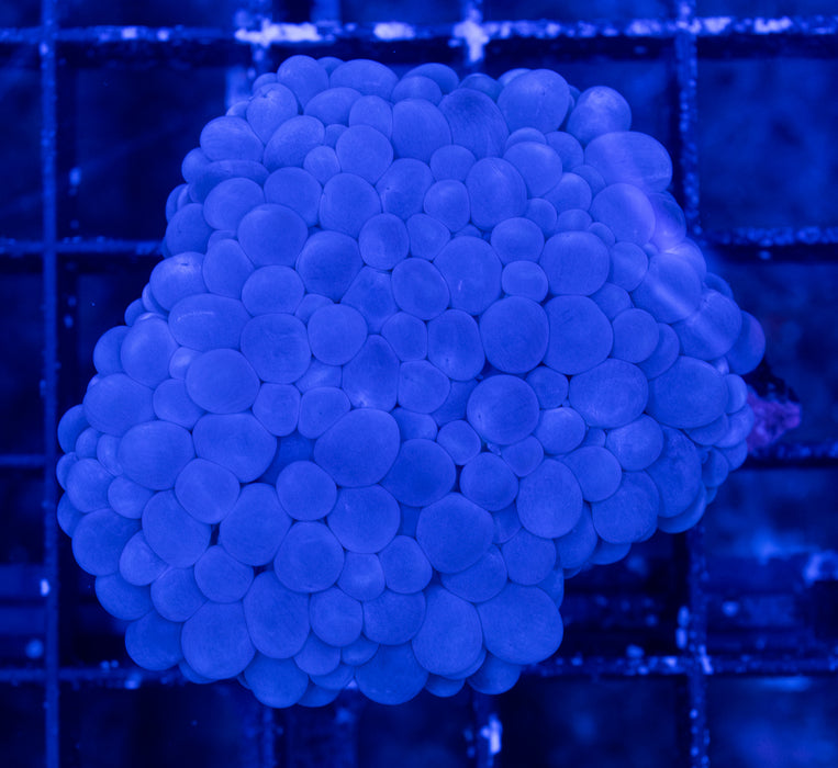 Purple Bubble Coral