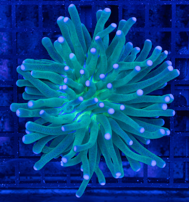 Green Heliofungia