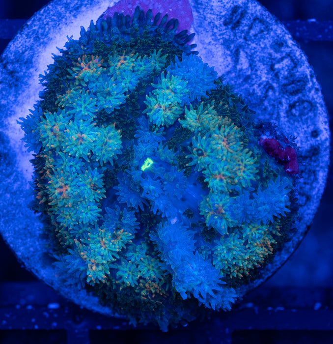 Multicolour Rhodactis