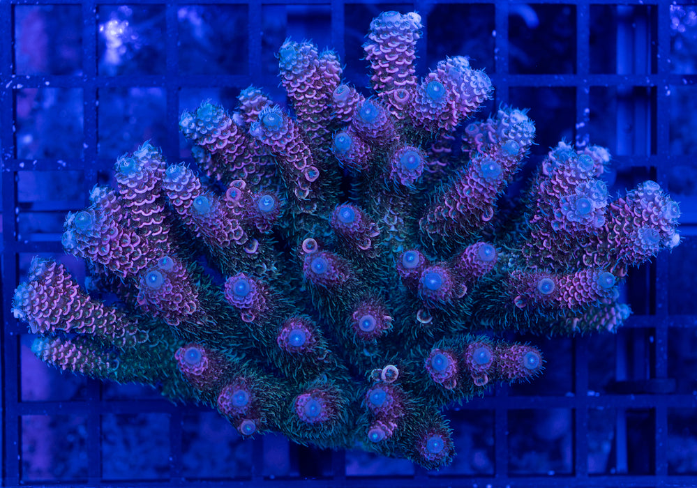 QLD Millepora
