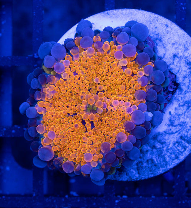 Ultra Orange Ricordea
