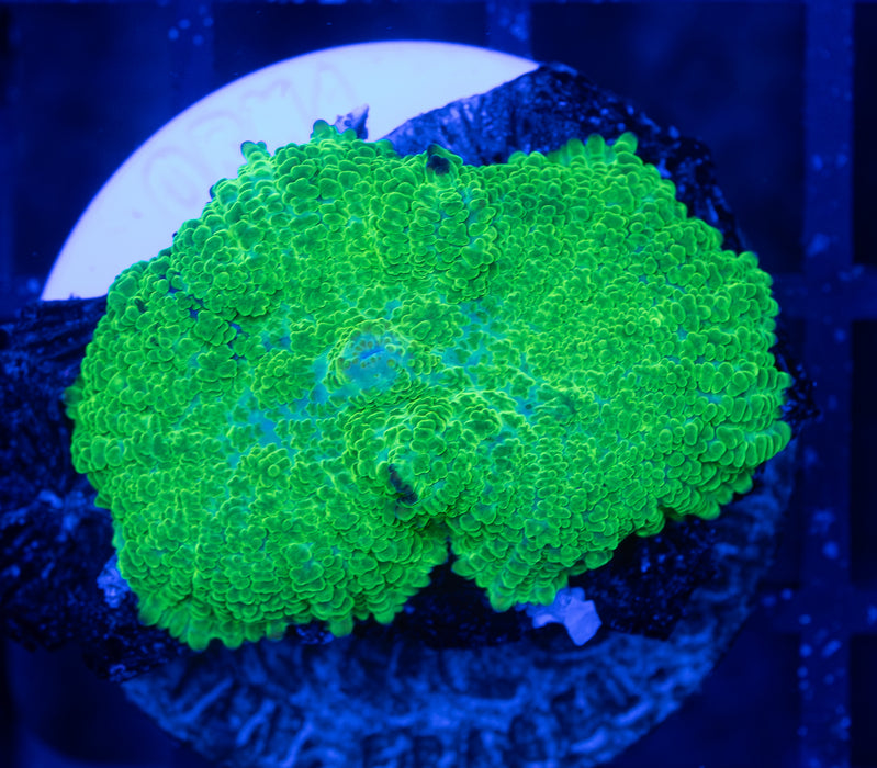 Green Rhodactis