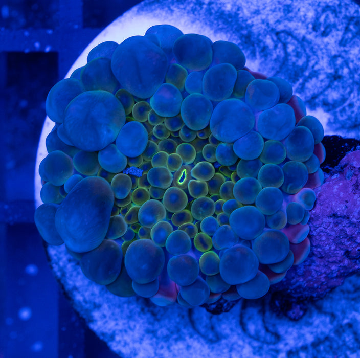 Gold Multicolour Ricordea