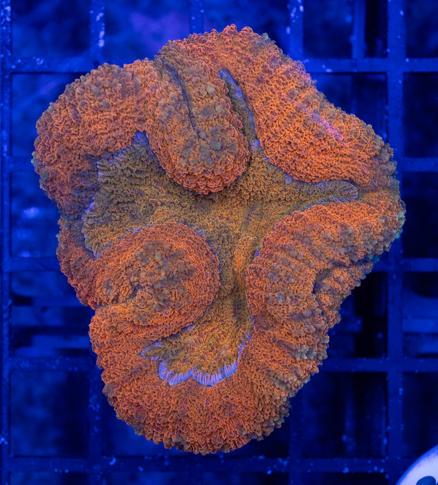 Orange Lobo