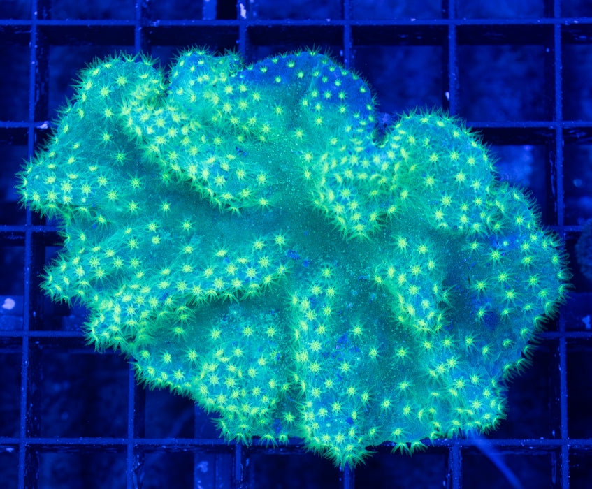 Green Sinularia Dura