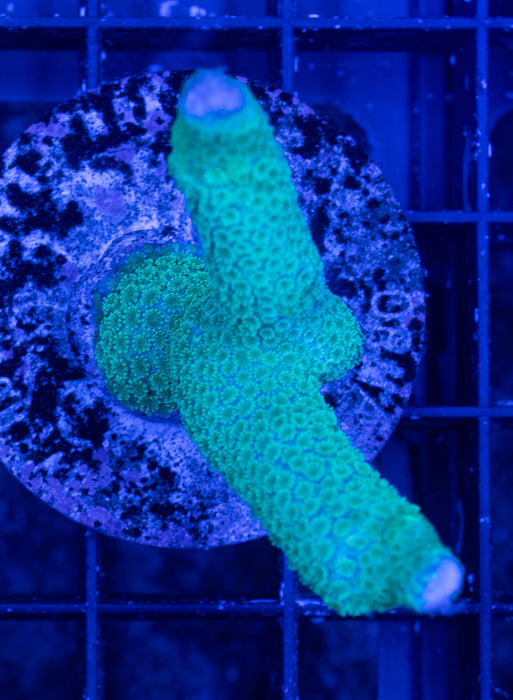 Peppermint Digi