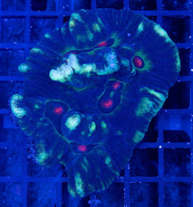 Alien Eye Pectinia