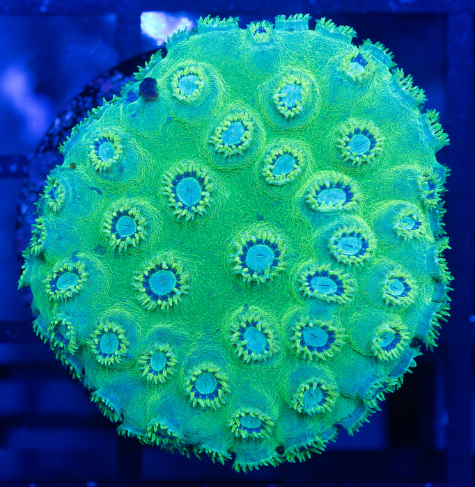 Green Cup Coral