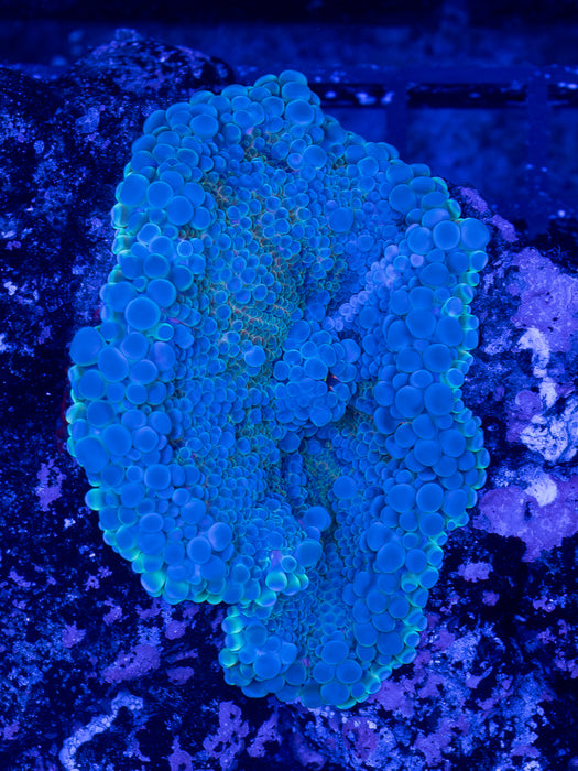 Multicolour Ricordea
