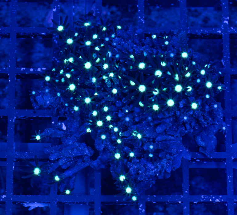 Starry Night Star Polyp