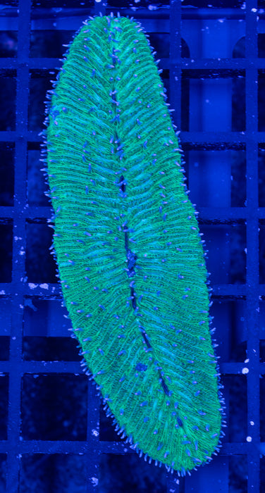 Green Herpolitha