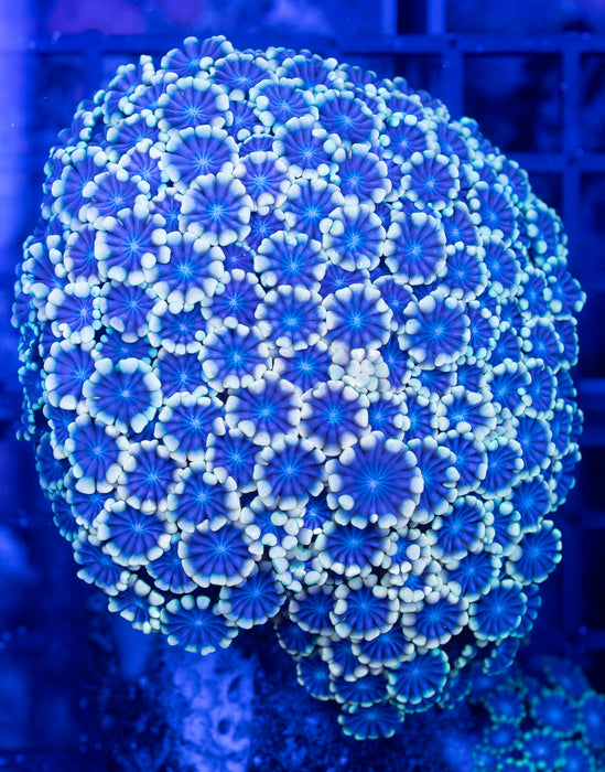 Cream Alveopora
