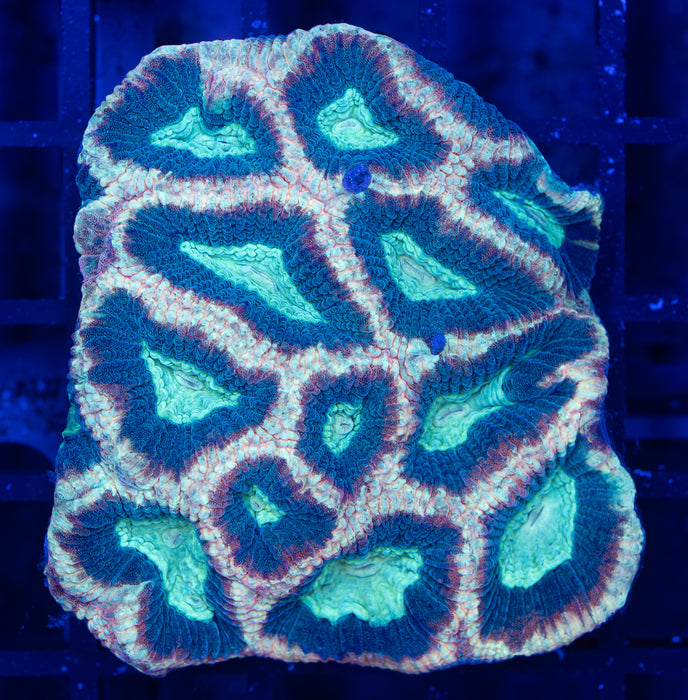 QLD Minty Favia