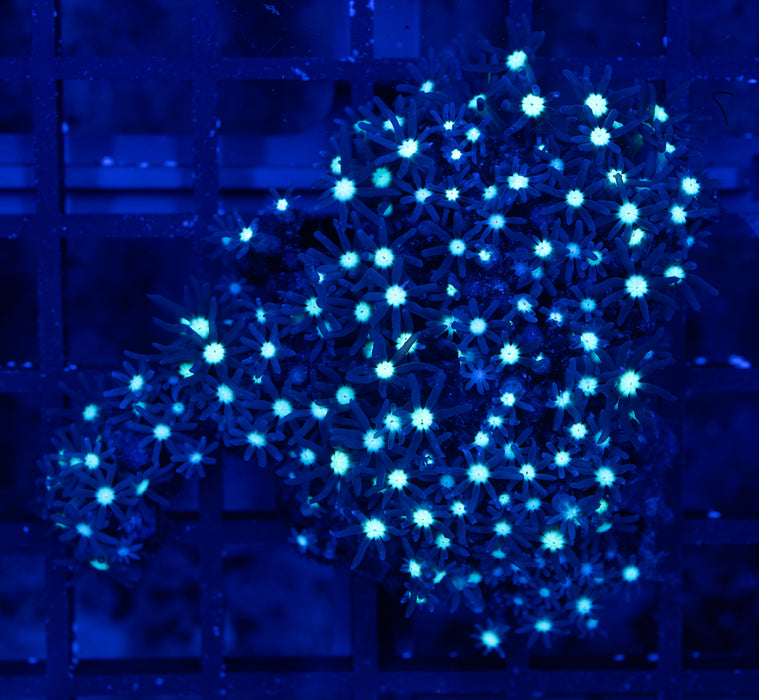 Starry Night Star Polyp