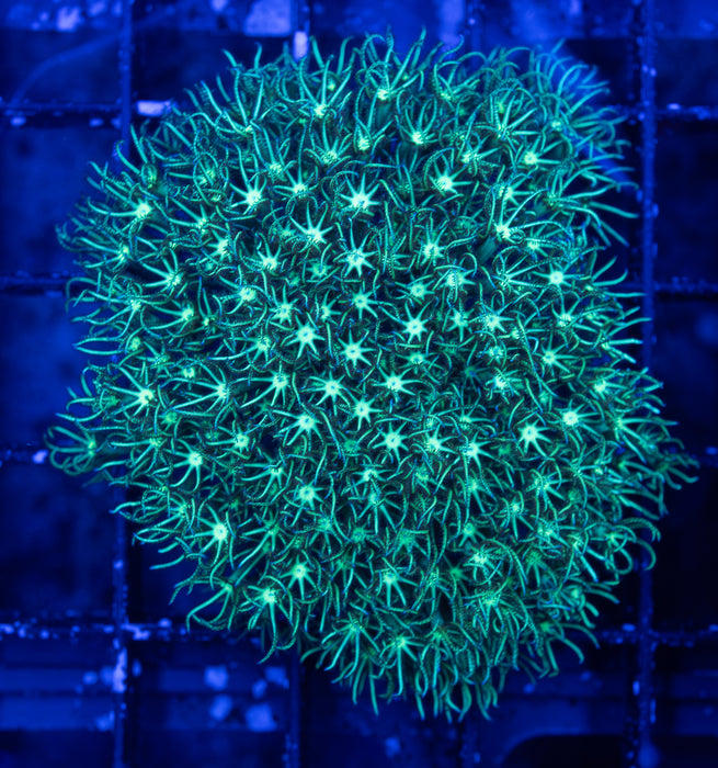 Green Star Polyp
