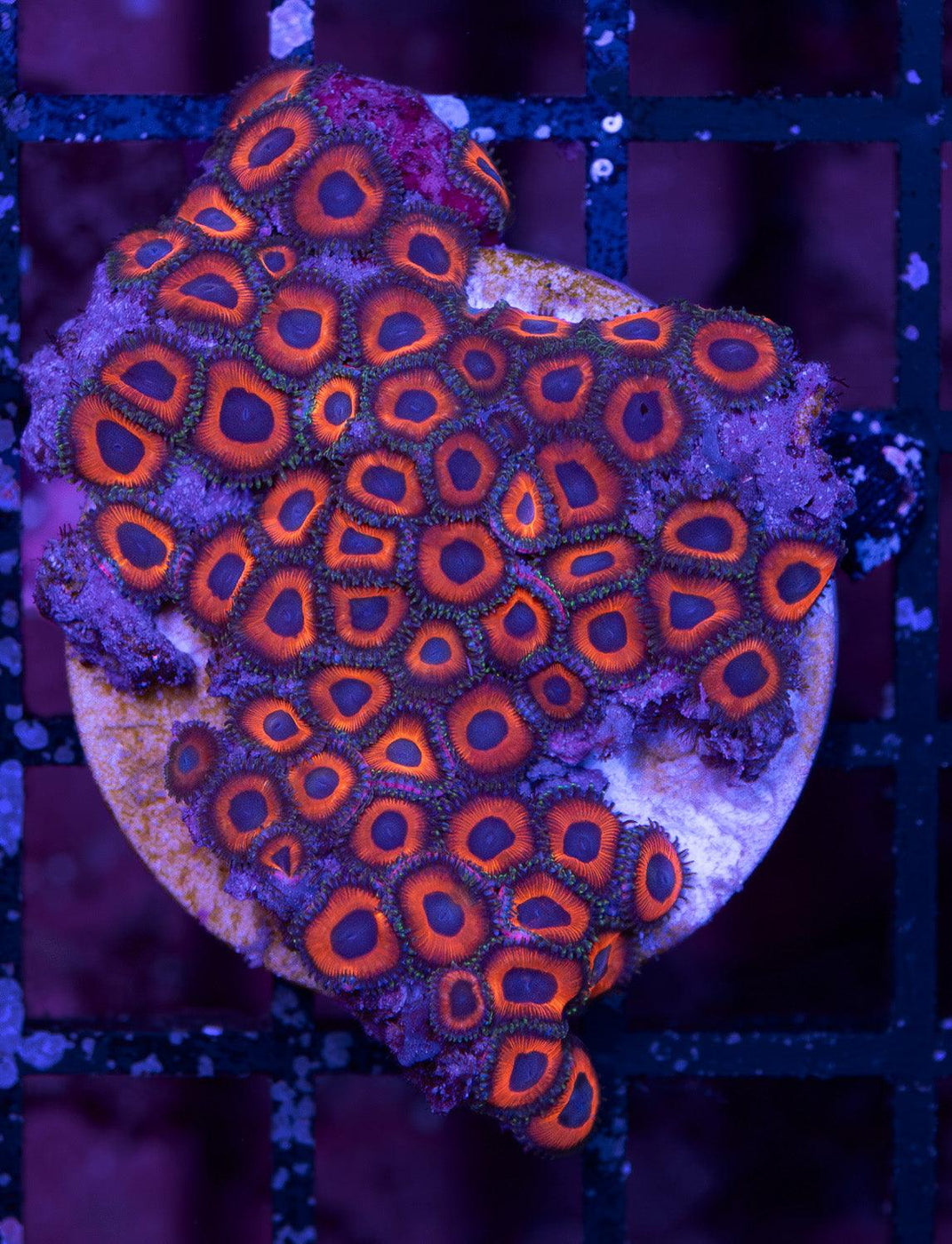 Red Zoa Frag 