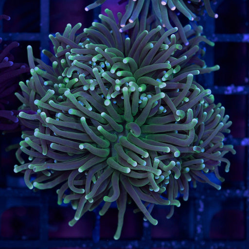 Green Stem Torch 1" - Ocean Reefs Marine Aquariums