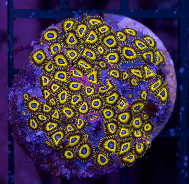 Yellow Belladonna Zoa Frag 