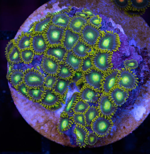 Green Eye Zoa Frag - Ocean Reefs Marine Aquariums