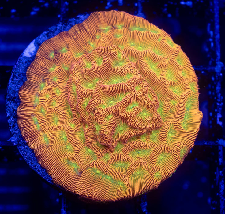 Jack O Lantern Leptoseris