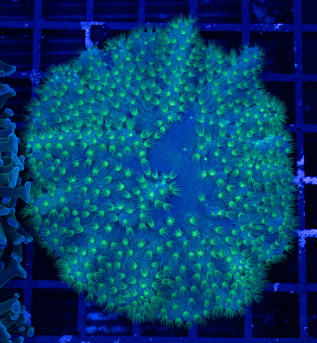 Green Sinularia Dura