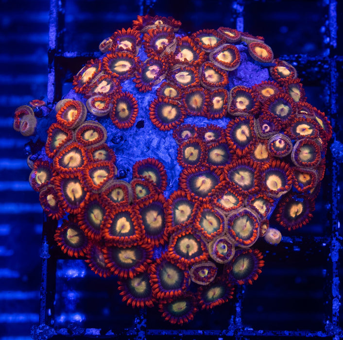 Red Frill Zoa