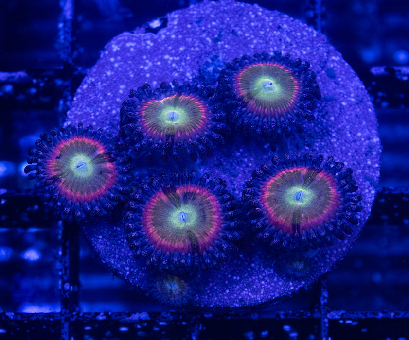 Pteroglyph Zoas
