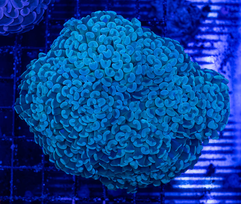 Green Branching Hammer