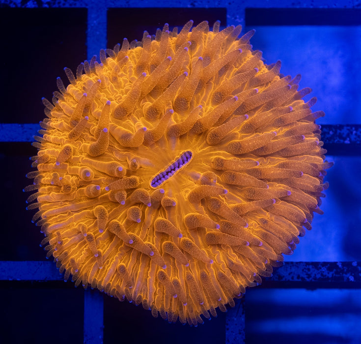 Orange Fungia