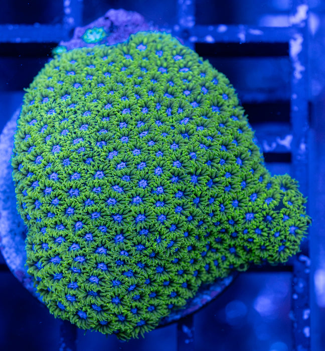 Blueberry Leptastrea