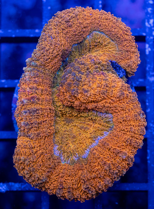Orange Lobo