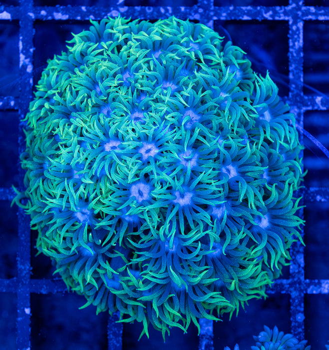 Green Tip Goni