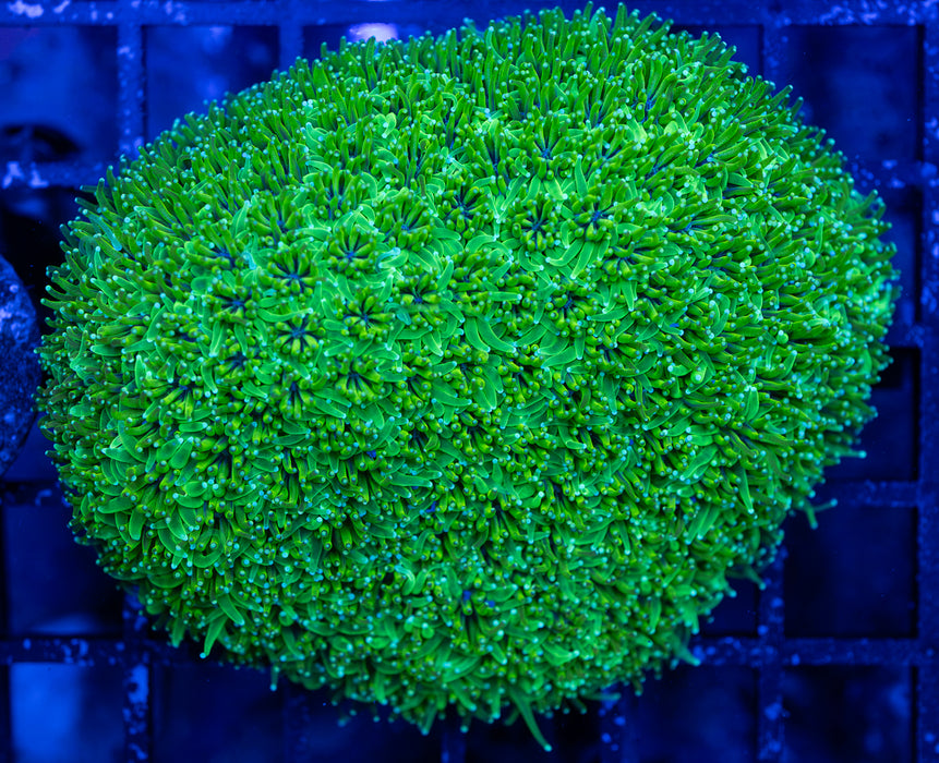 Green Galaxea