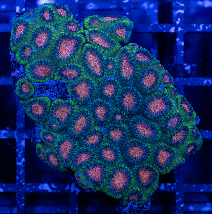 Watermelon Favia